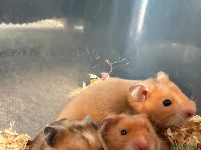 Hamster rodents Golden Syrian hamster baby - Advert 1