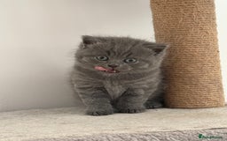 British Shorthair cats for sale: British shorthair kittens “Ready now” - Image 10