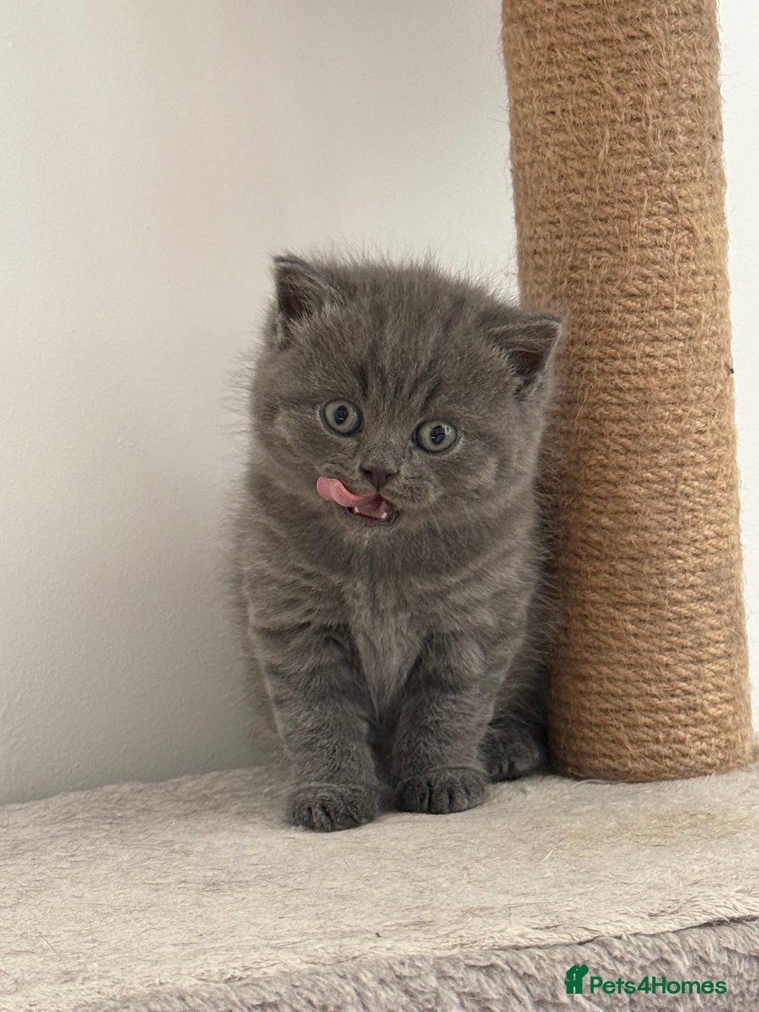 British Shorthair cats for sale: British shorthair kittens “Ready now” - Image 10