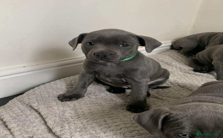 Staffordshire Bull Terrier dogs - Advert 1