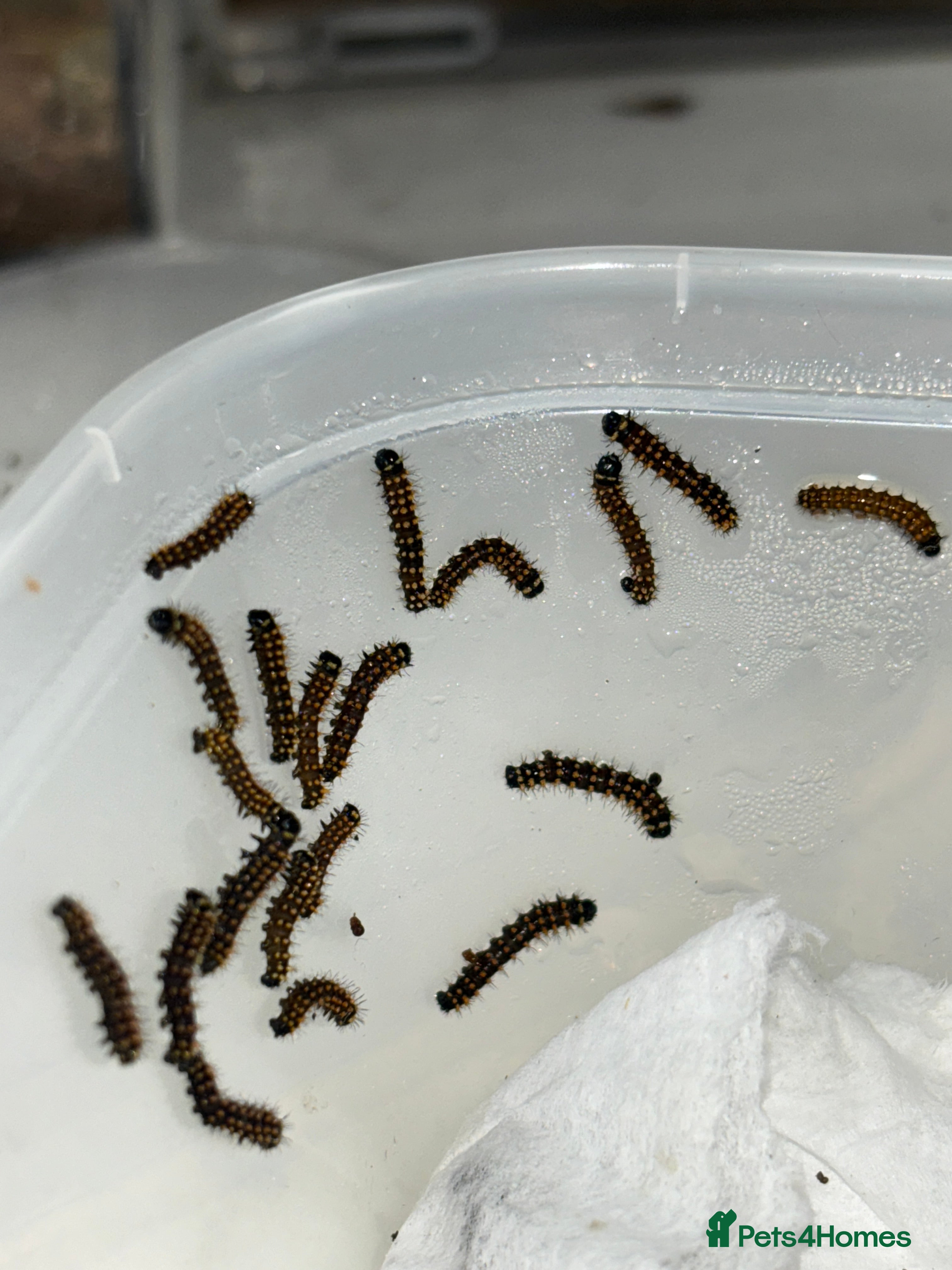 Worms invertebrates Madagascan bullseye caterpillars  - Advert 1