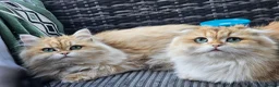 British Longhair cats for sale: British Longhaired Cats and Scottish Fold Cats in London - Advert 16