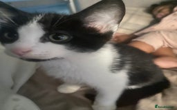 Aegean cats for sale: Kitten for sale - Image 1