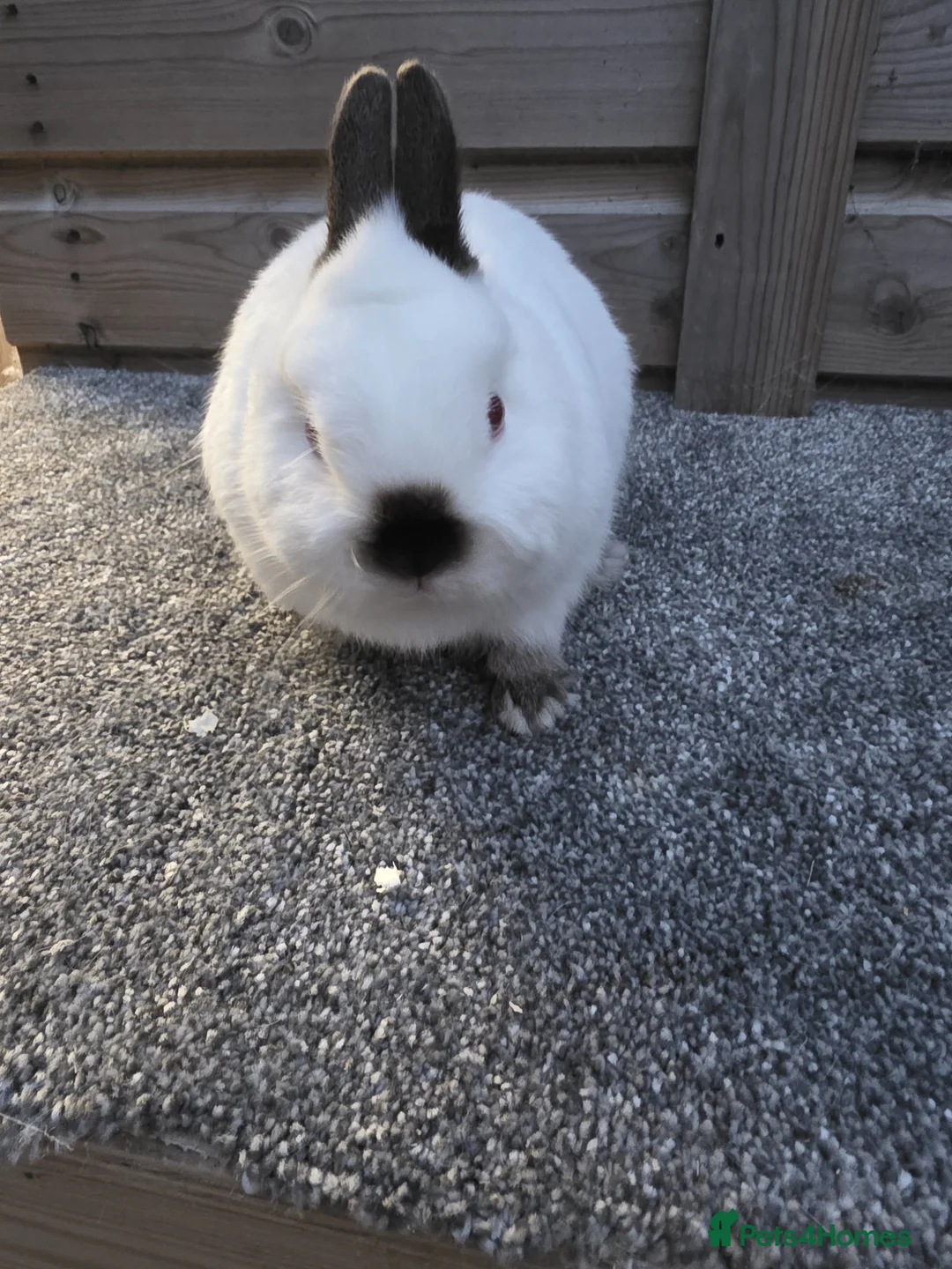 Netherland Dwarf rabbits for sale: Netherland Dwarf stock bucks - Advert 6
