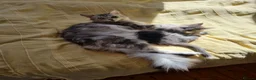 Maine Coon cats for sale: Classic Tabby Maine Coon Kittens  - Advert 7