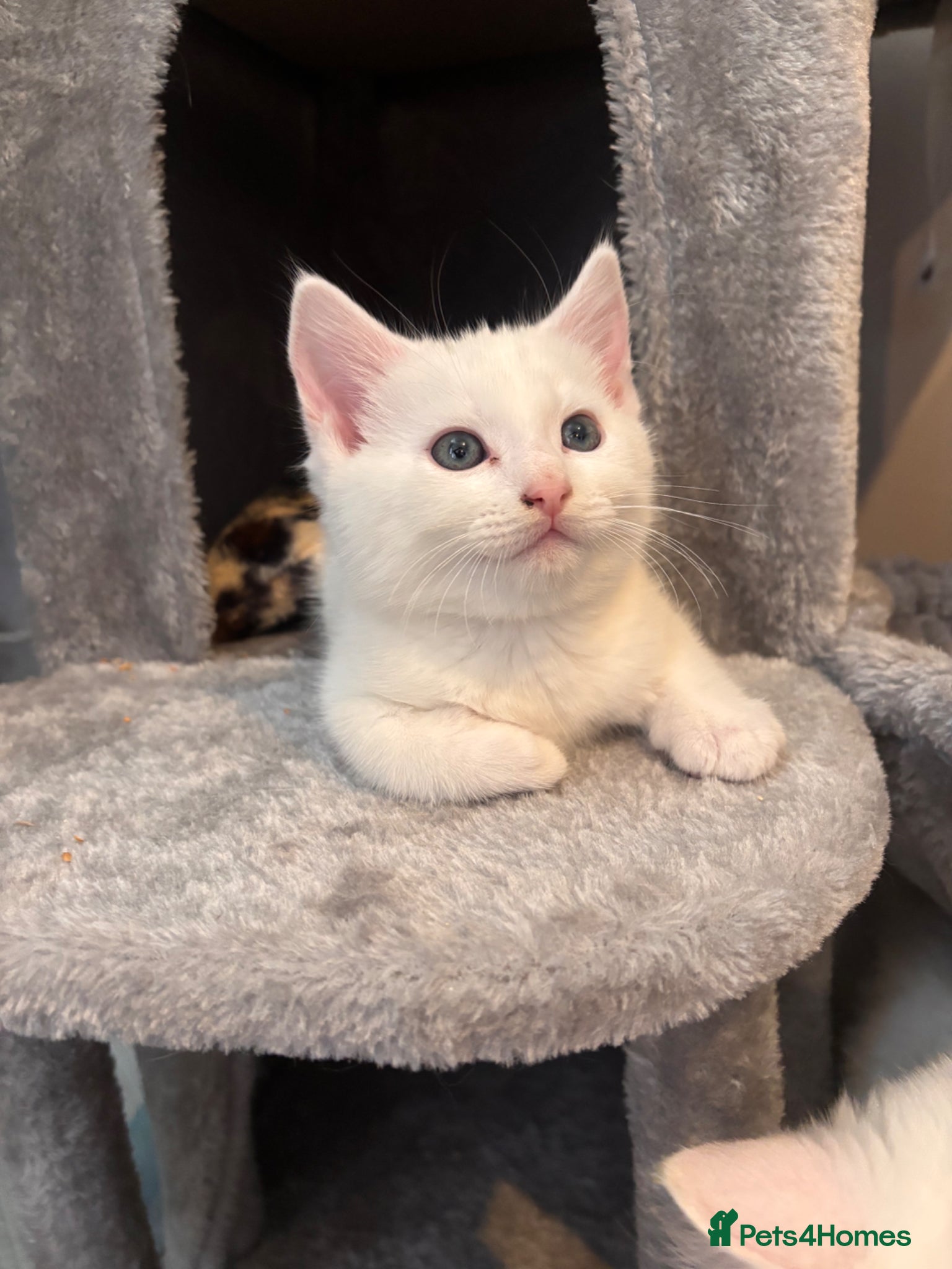 Turkish Angora cats ONE KITTEN BOY LEFT💙 READY NOW - Advert 3