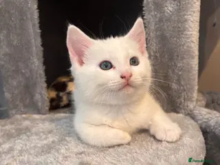 Turkish Angora cats ONE KITTEN BOY LEFT💙 READY NOW - Advert 3