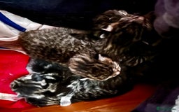 Bengal cats for sale: New born Sparkly Little Bengal X Kittens in Dorking - Image 2