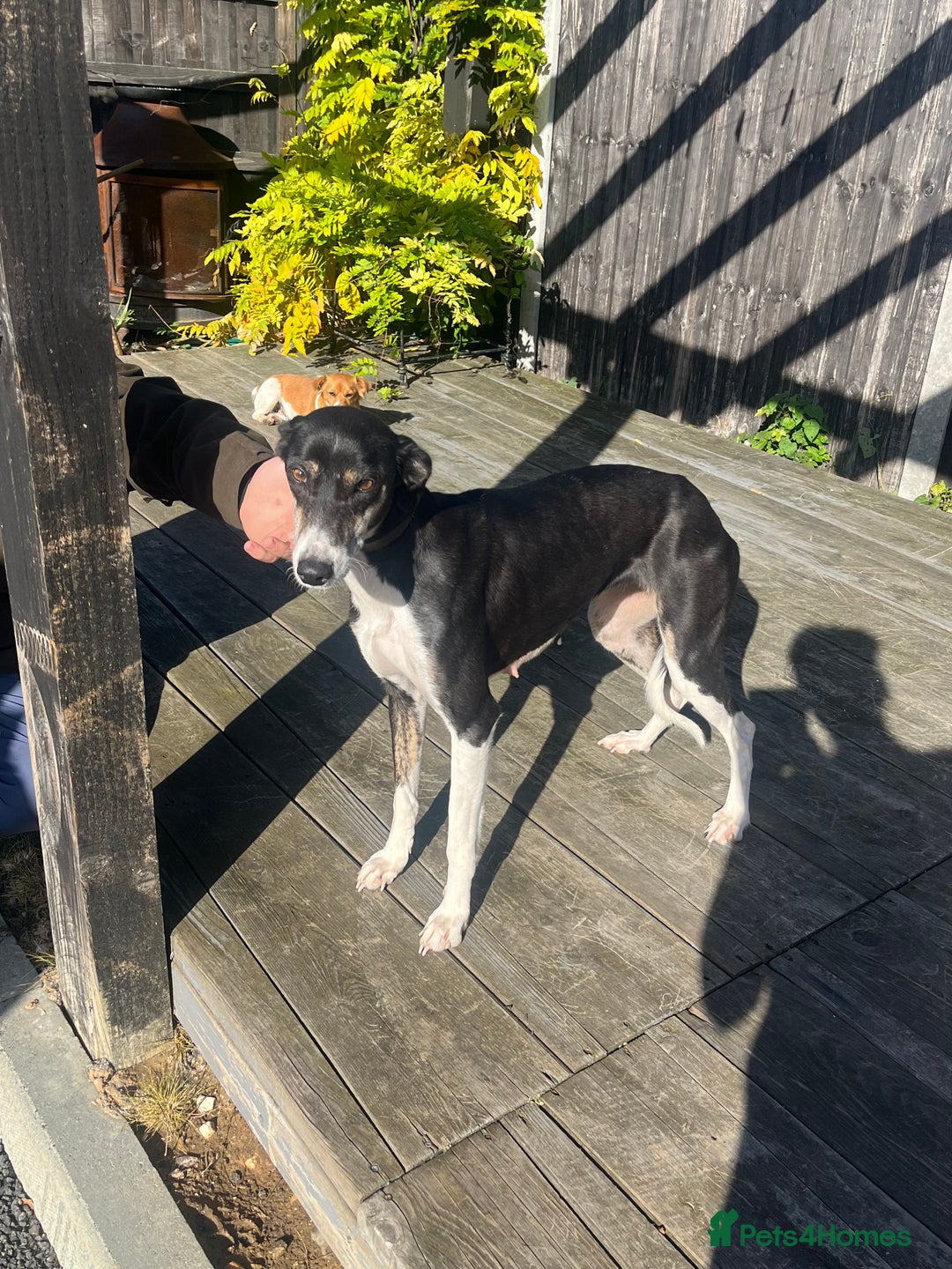 Lurcher dogs for sale: Beautiful lurcher puppy - Advert 6