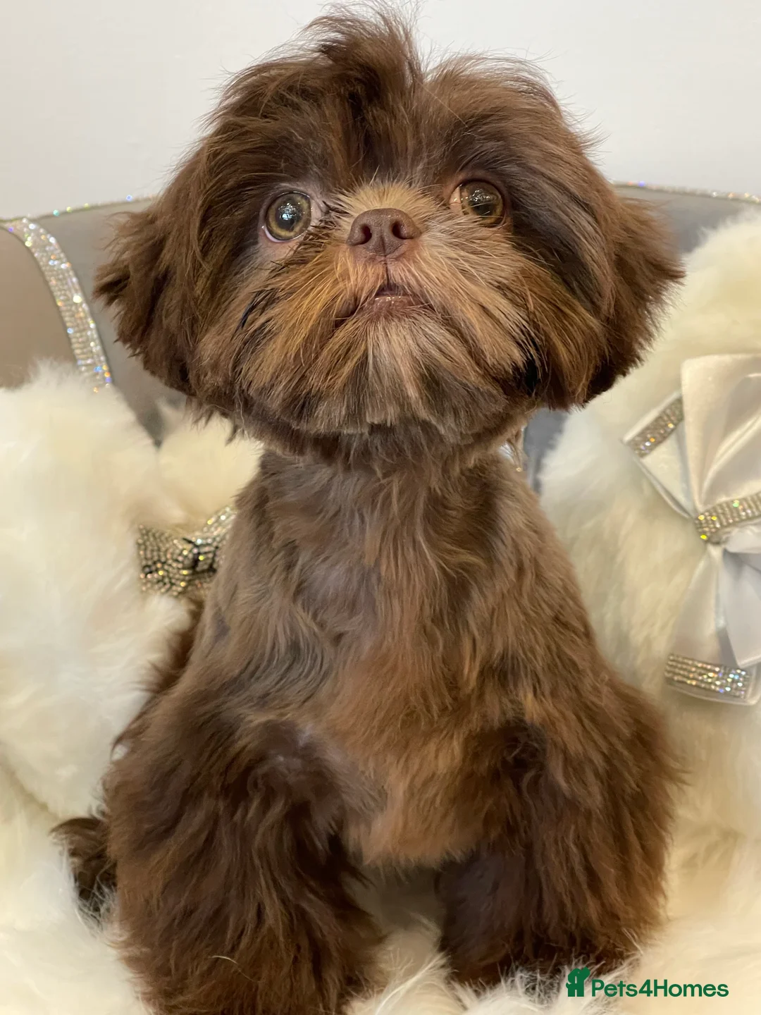 Shih Tzu dogs for stud: STUNNING CHOCOLATE IMPERIAL SHIHTZU OPEN AT STUD in Grays - Advert 4