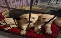 Labrador Retriever dogs for sale: 2 girls 5 boys both vaccinations paid for! - Advert 4