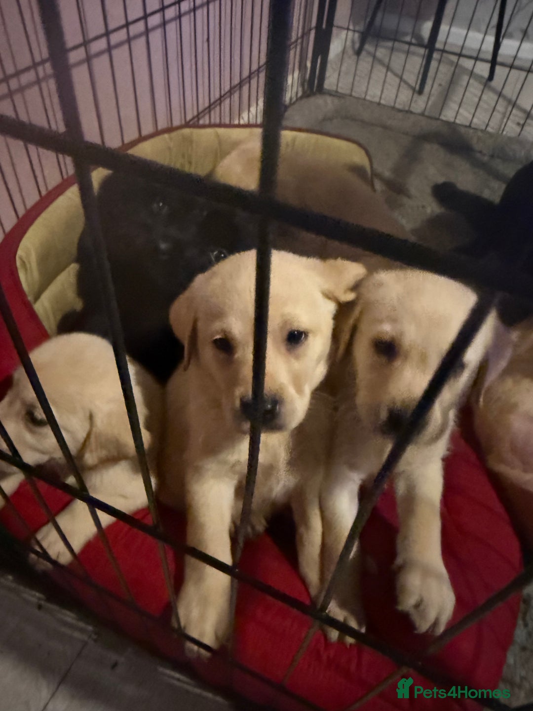 Labrador Retriever dogs for sale: 2 girls 5 boys both vaccinations paid for! - Advert 4