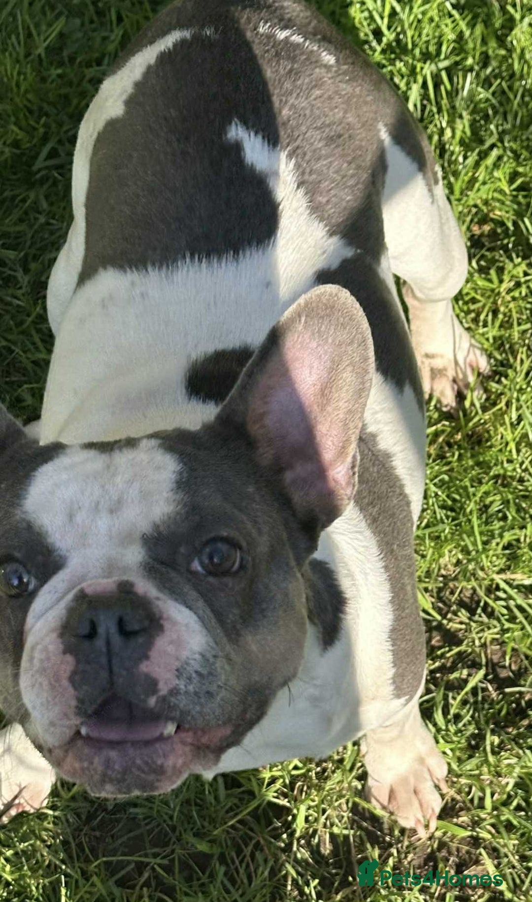 French Bulldog dogs for sale: French Bulldog Girl  - Advert 12