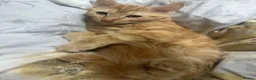 British Longhair cats for sale: British long hair + Turkish arugula  - Advert 14