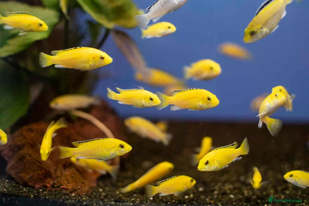 Cichlids fish for sale: Yellow labs - Advert 1