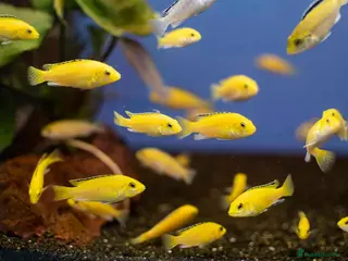 Cichlids fish Yellow labs - Advert 9