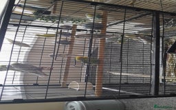 Parakeets birds for sale: Budgies for sale  - Image 1
