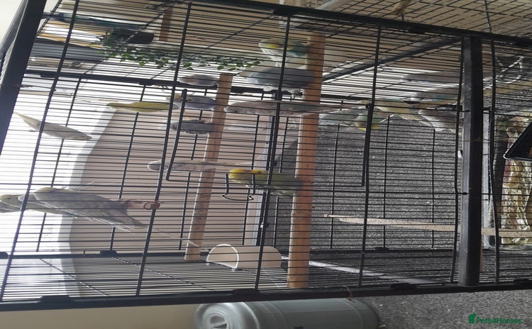 Parakeets birds - Advert 5