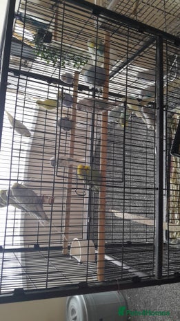Parakeets birds - Advert 5