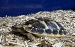 Tortoise reptiles for sale: 2025 UK Bred Western Dwarf Hermann Tortoise  - Image 3