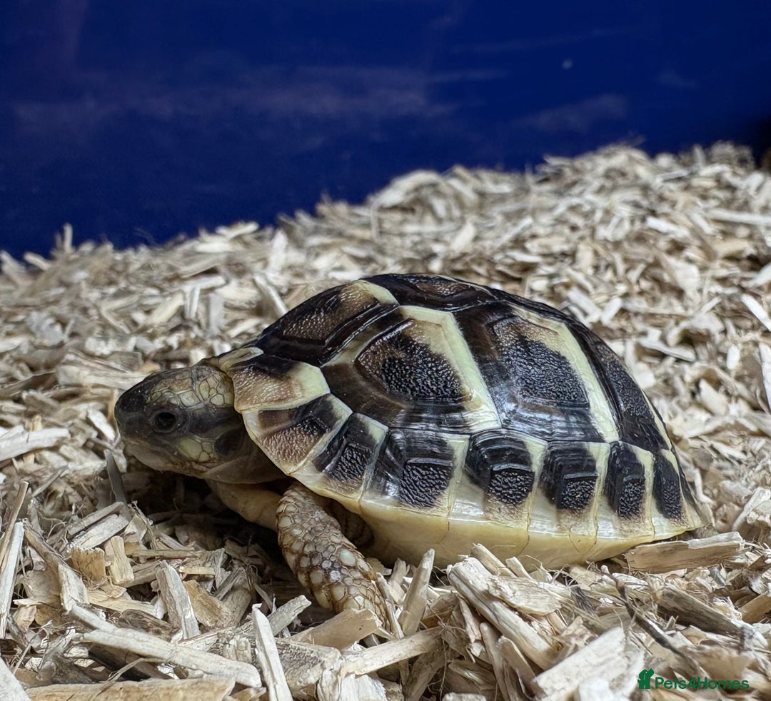 Tortoise reptiles for sale: 2025 UK Bred Western Dwarf Hermann Tortoise  - Image 3