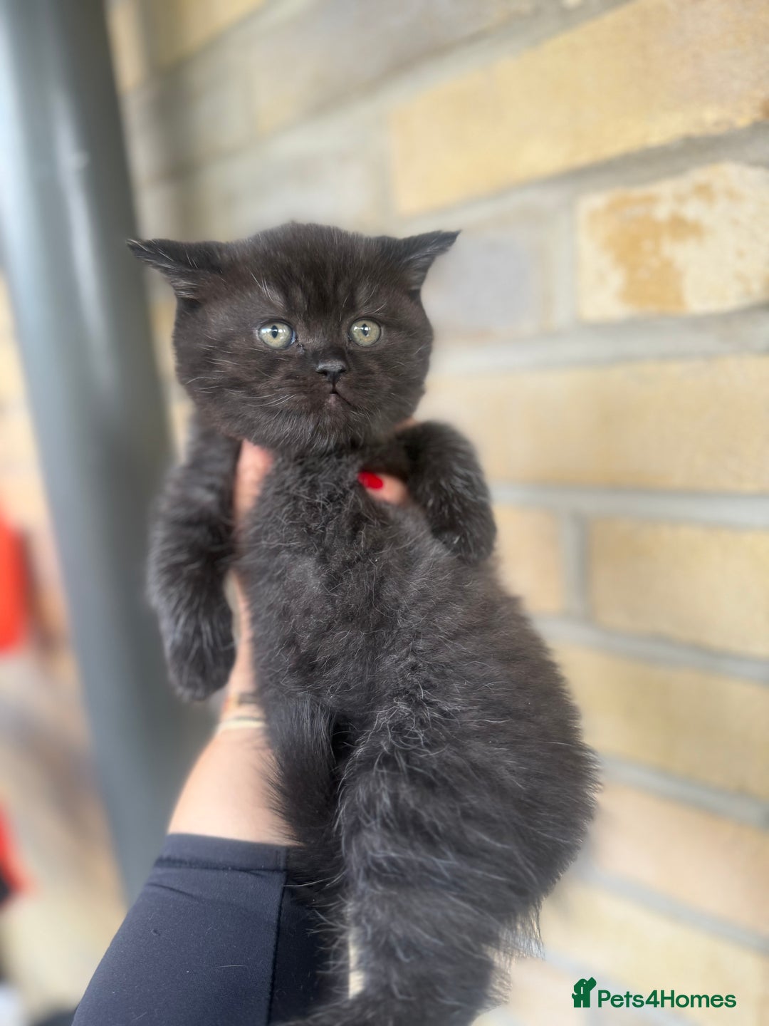British Shorthair cats for sale: British rainbow shorthair kittens - Image 5