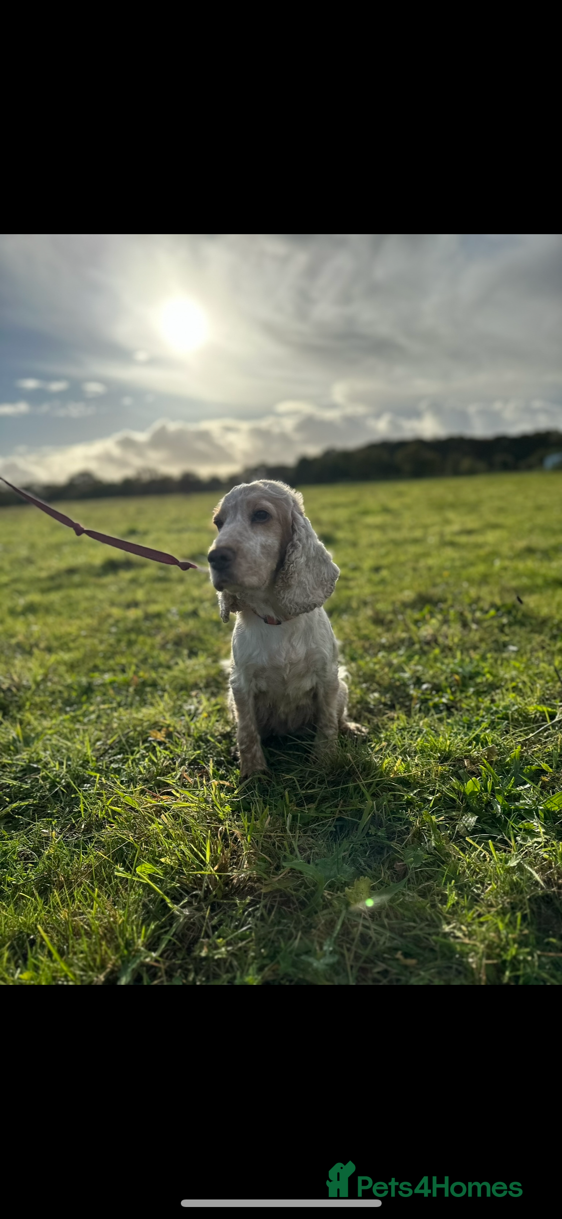 Cocker Spaniel dogs Our beloved Toffee  - Advert 1