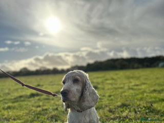 Cocker Spaniel dogs Our beloved Toffee - Advert 1