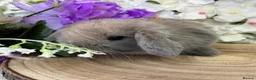 Mini Lop rabbits for sale: Mini Lop Bunnies - Advert 17