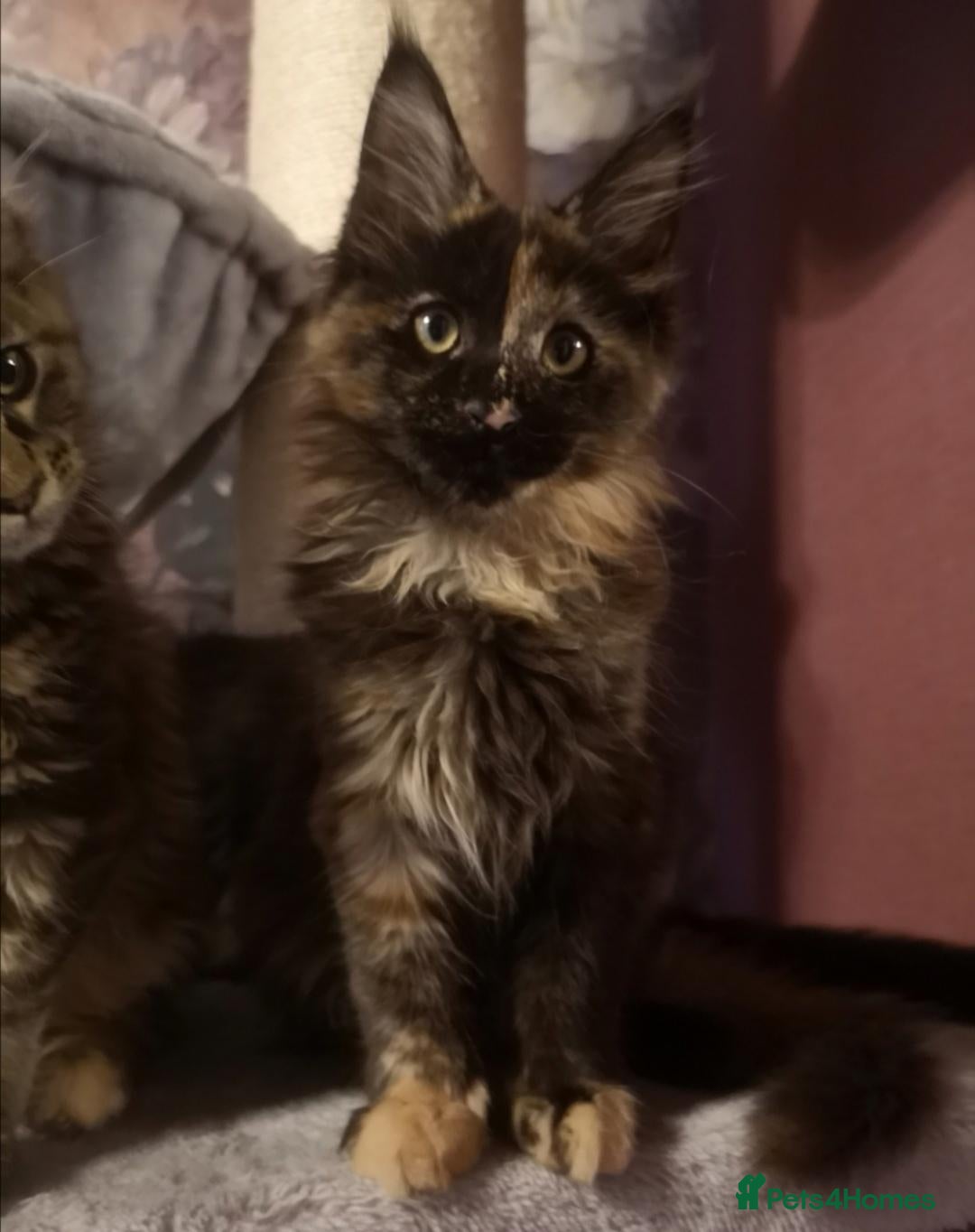 Maine Coon cats for sale: Tica, Health Checked Maine Coon kittens - Advert 2