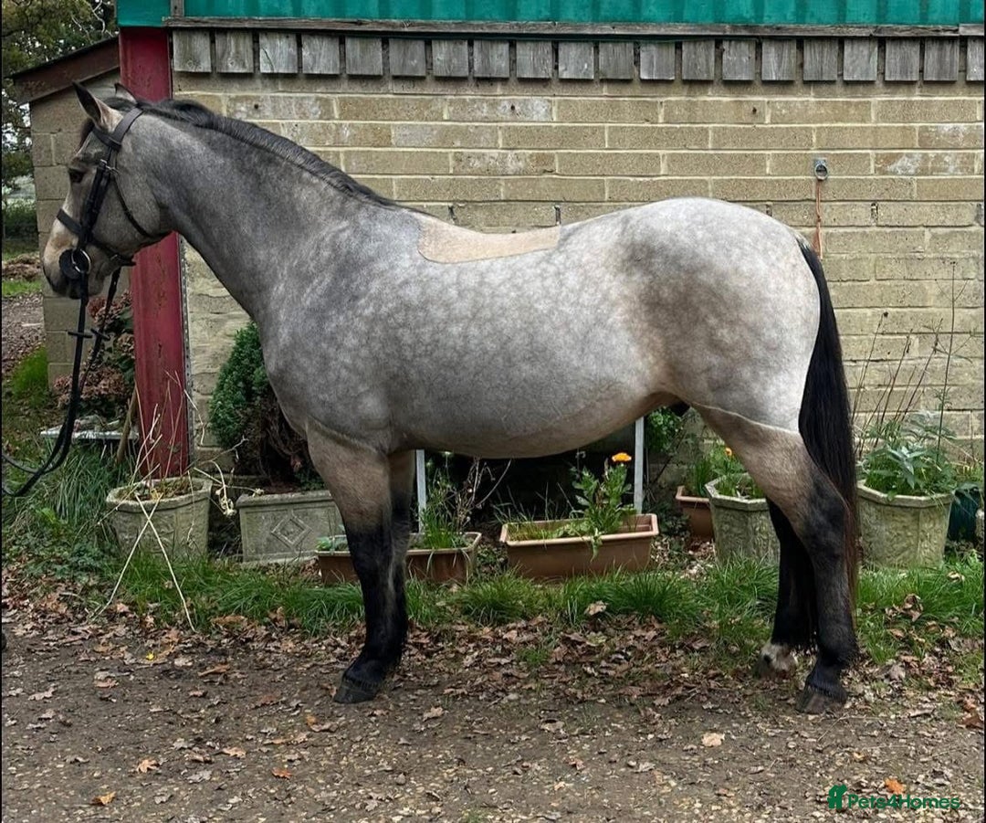 Connemara horses for sale: Beautiful Connemara yearling gelding  - Image 5