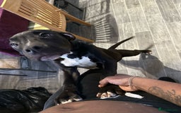 American Bull Staffy dogs for sale: american staffordshire for sale  - Image 4