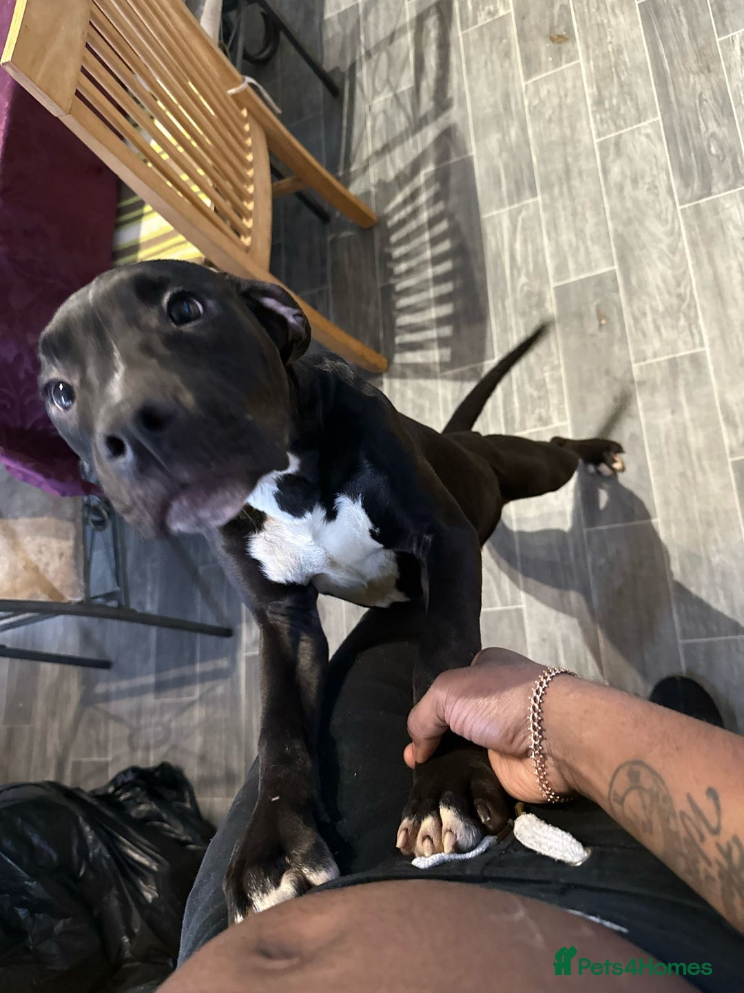 American Bull Staffy dogs for sale: american staffordshire for sale  - Image 4