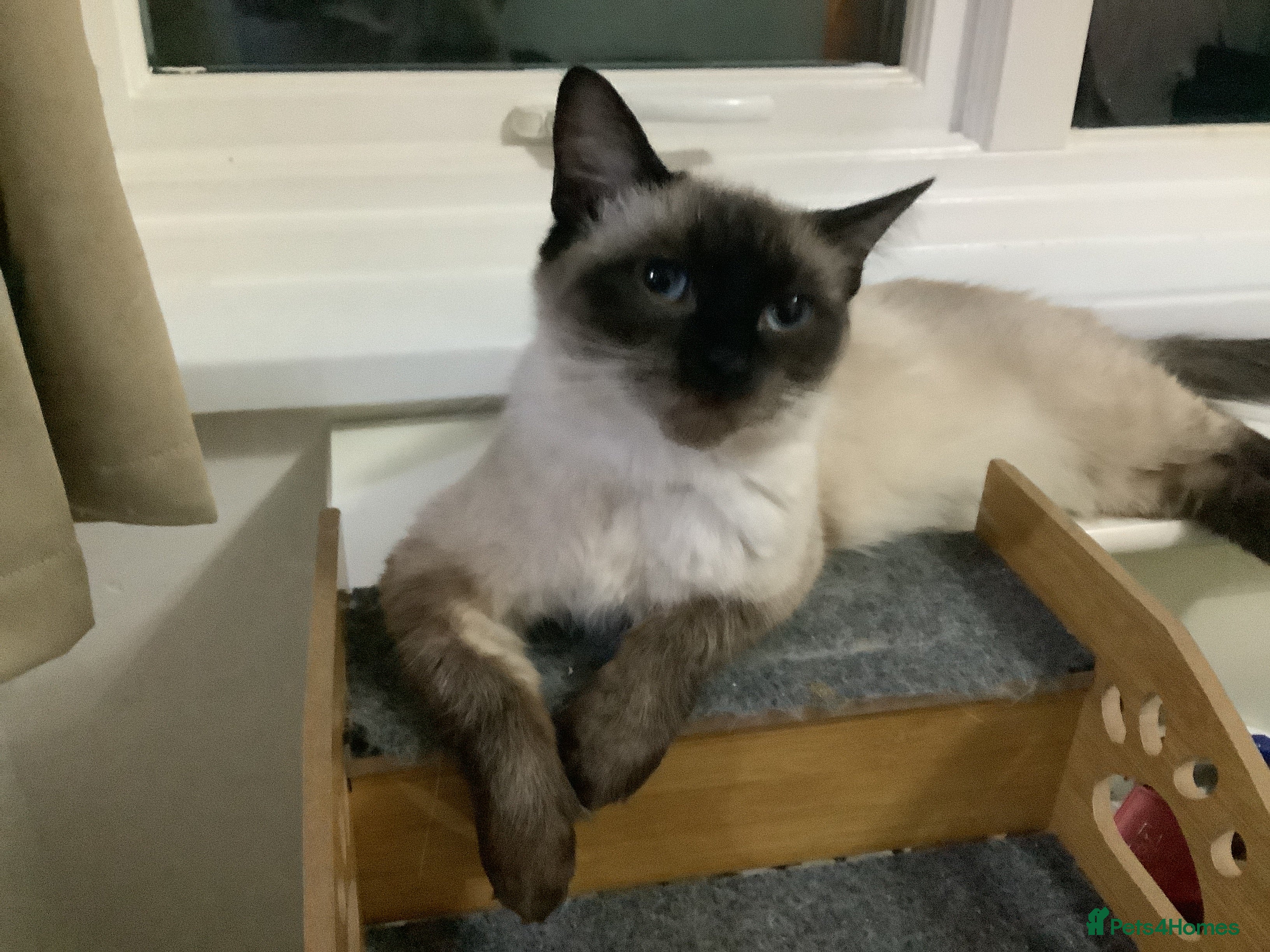 Ragdoll cats for sale: Last little boy ragdoll READY NOW - Advert 1