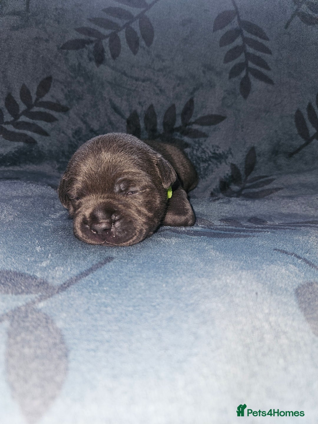 Staffordshire Bull Terrier dogs for sale: KC KING FURY X KASSIUS DAUGHTER PUPS  - Advert 14