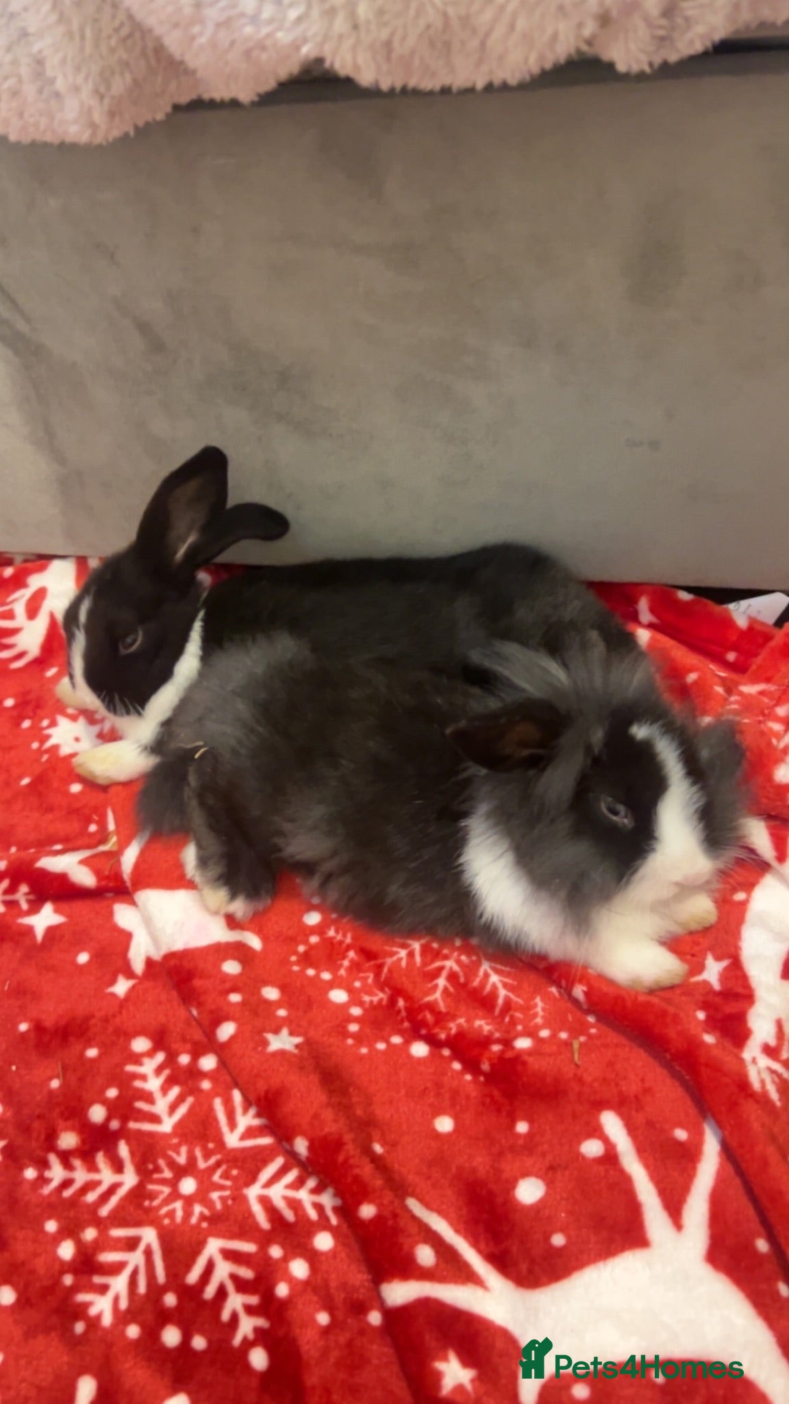 Mixed Breed rabbits Two lovely Free roam Girl rabbits very friendly  - Advert 2