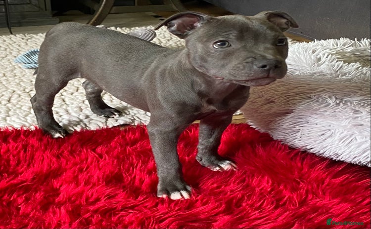 Staffordshire Bull Terrier dogs in Swansea - Advert 4