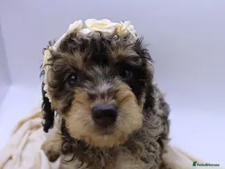 Cockapoo dogs Cute Miniature Cockapoo Babies READY NOW REDUCED - Advert 8