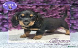 Miniature Dachshund dogs for sale: Gorgeous miniature dachshund babies long coats  - Image 10