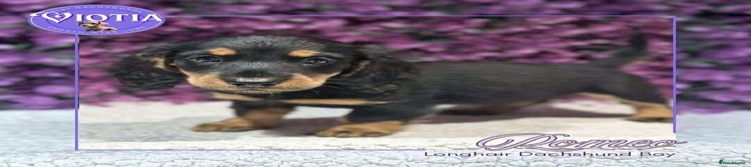 Miniature Dachshund Puppy 1