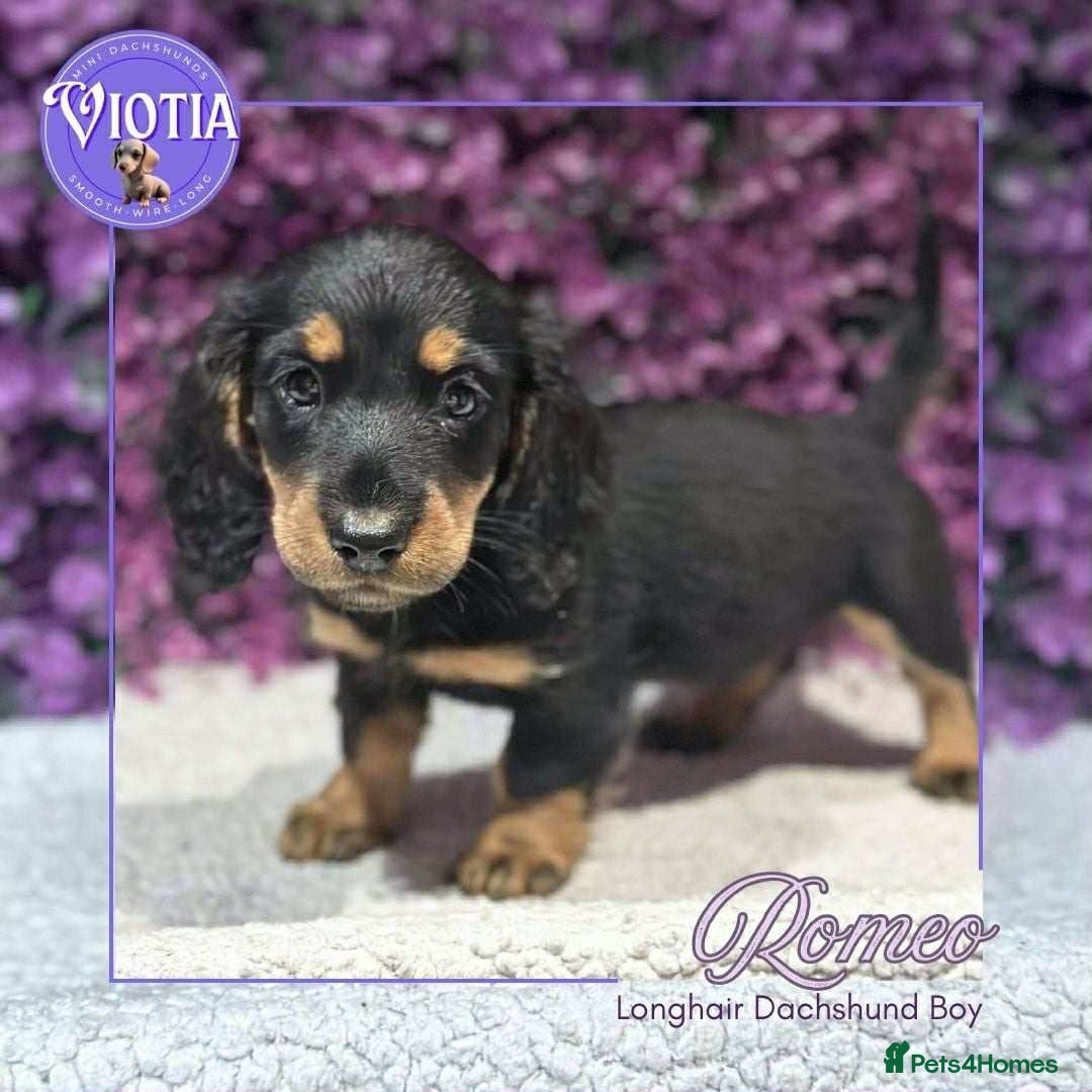 Miniature Dachshund dogs for sale: Gorgeous miniature dachshund babies long coats  - Image 10