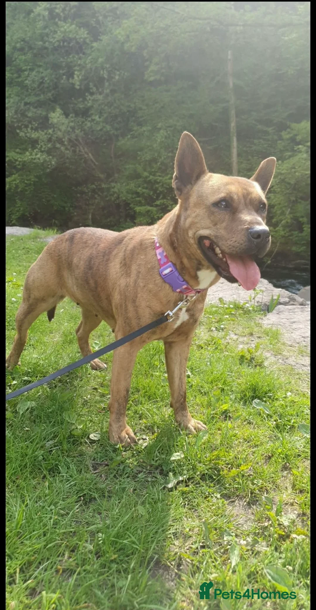 Mixed Breed dogs for sale: LOVING FOREVER HOME NEEDED FOR A BEAUTIFUL GIRL in Bargoed - Advert 1