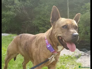 Mixed Breed dogs LOVING FOREVER HOME NEEDED FOR A BEAUTIFUL GIRL - Advert 1