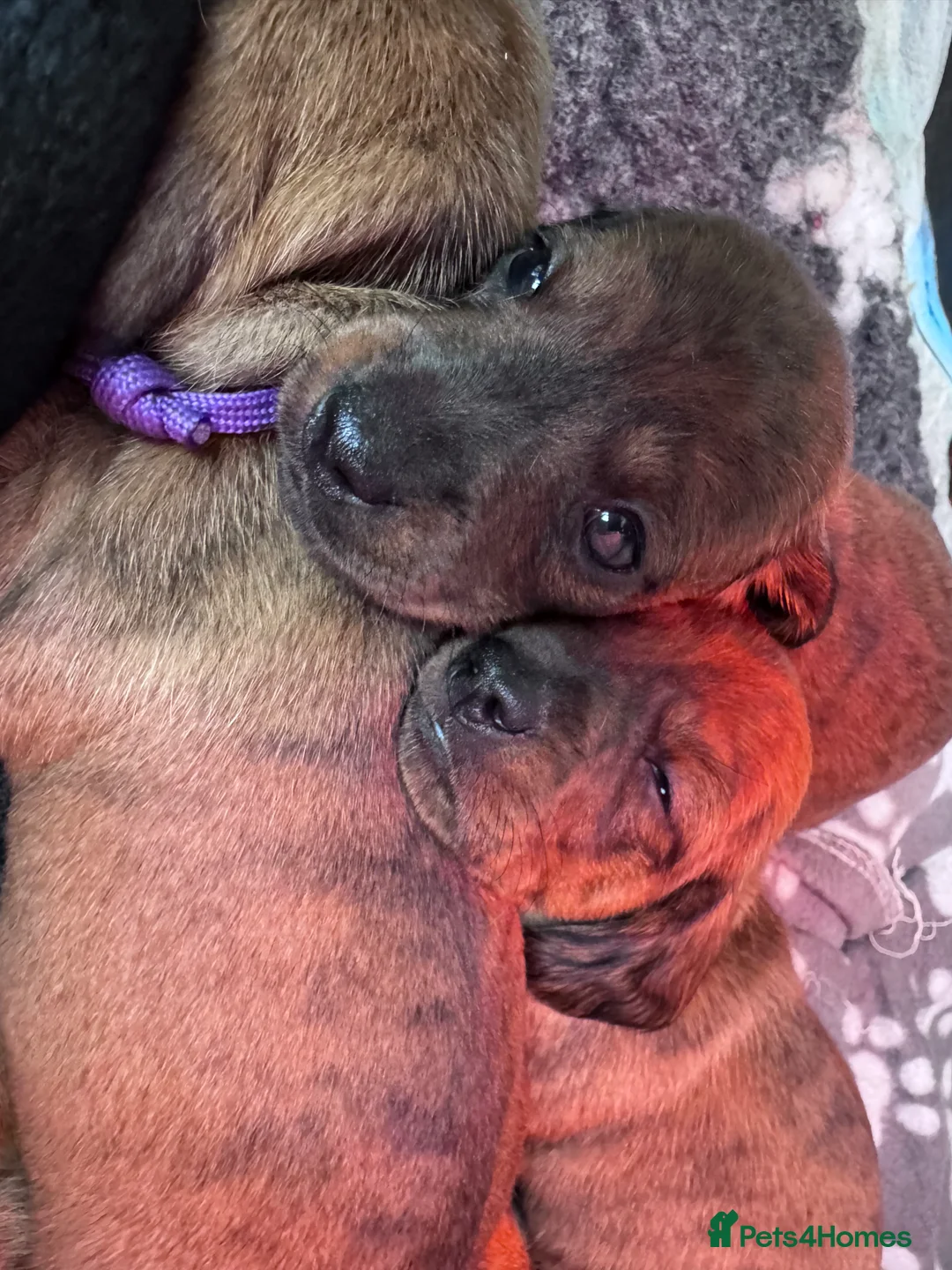 Miniature Dachshund dogs for sale: Gorgeous girls Mini Dachshund  - Advert 15