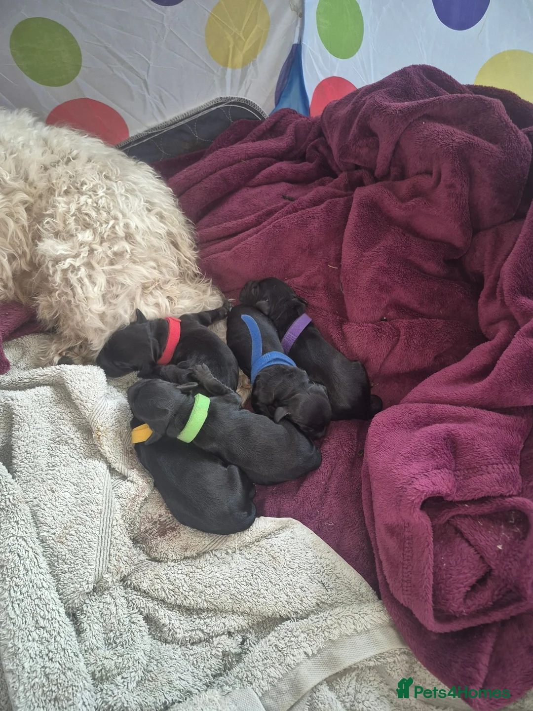 Cockapoo dogs for sale: Cockapoo puppies - Advert 4
