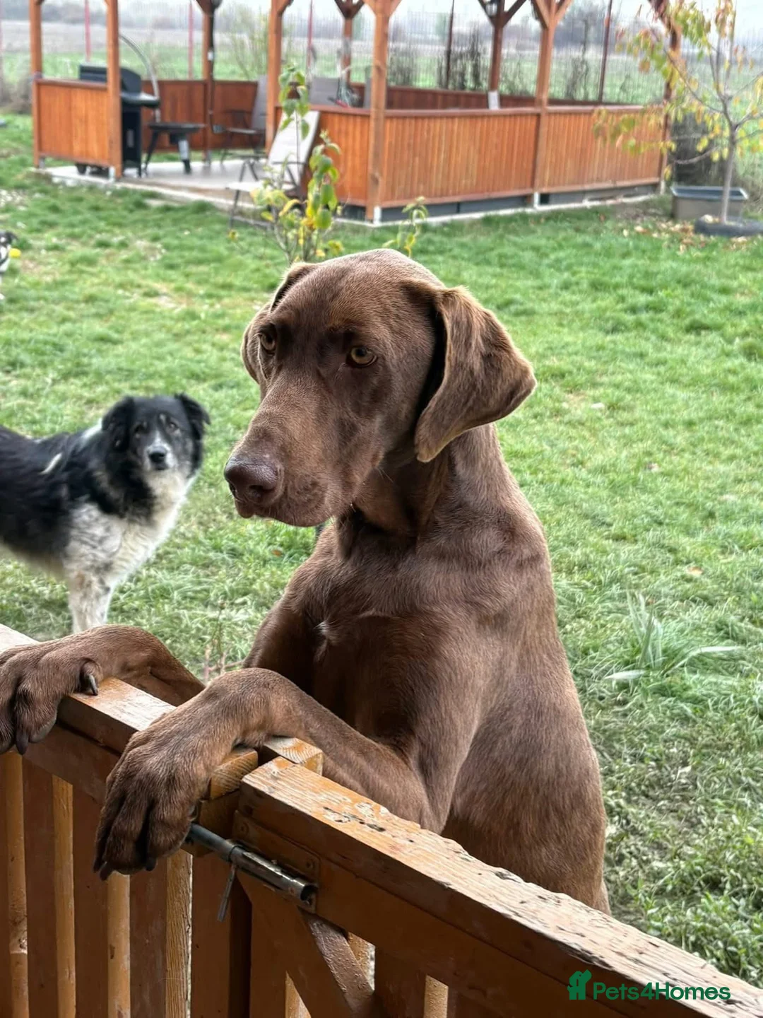 Pointer dogs for adoption: Natalie - Norwich Norfolk  - Advert 2