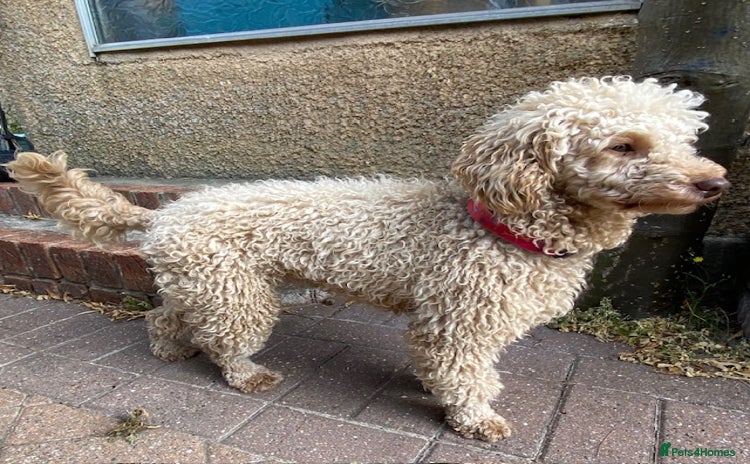 Miniature Poodle dogs - Advert 7