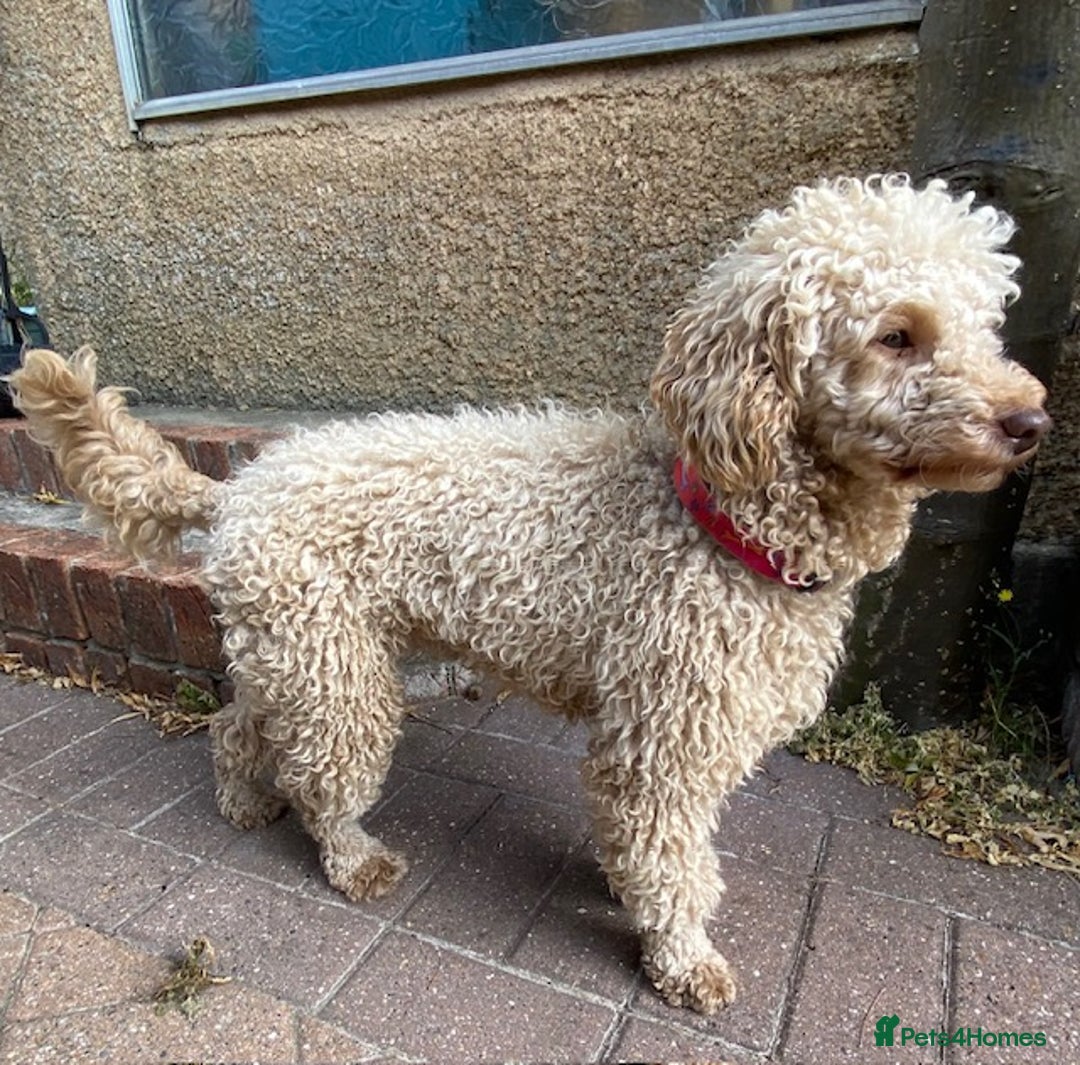 Miniature Poodle dogs for sale: 1.5 years old Miniature Poodle boy for loving home - Image 1