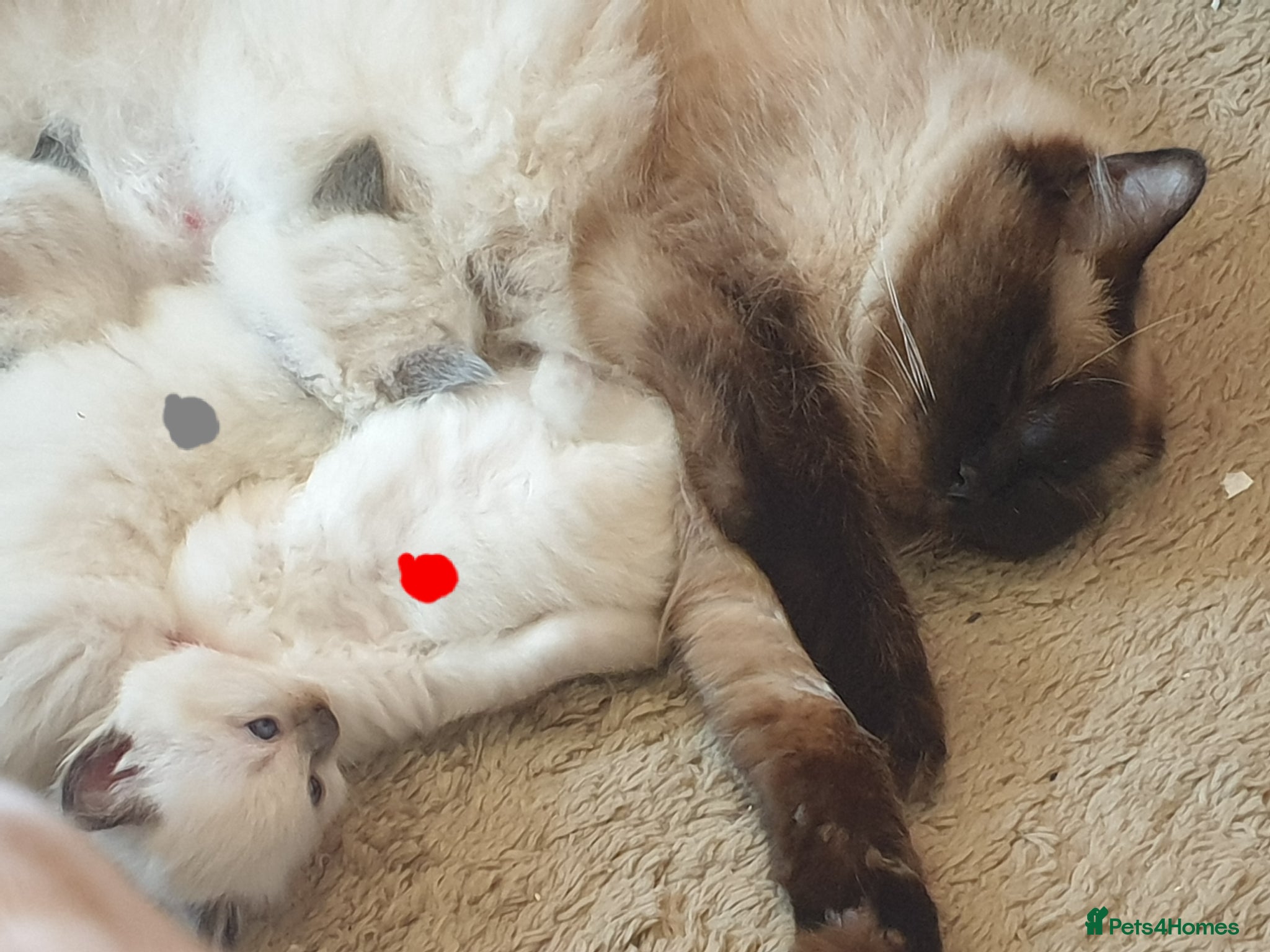 Ragdoll cats for sale: Ragdoll fluffy kittens x 4 chocolate seal point - Advert 3
