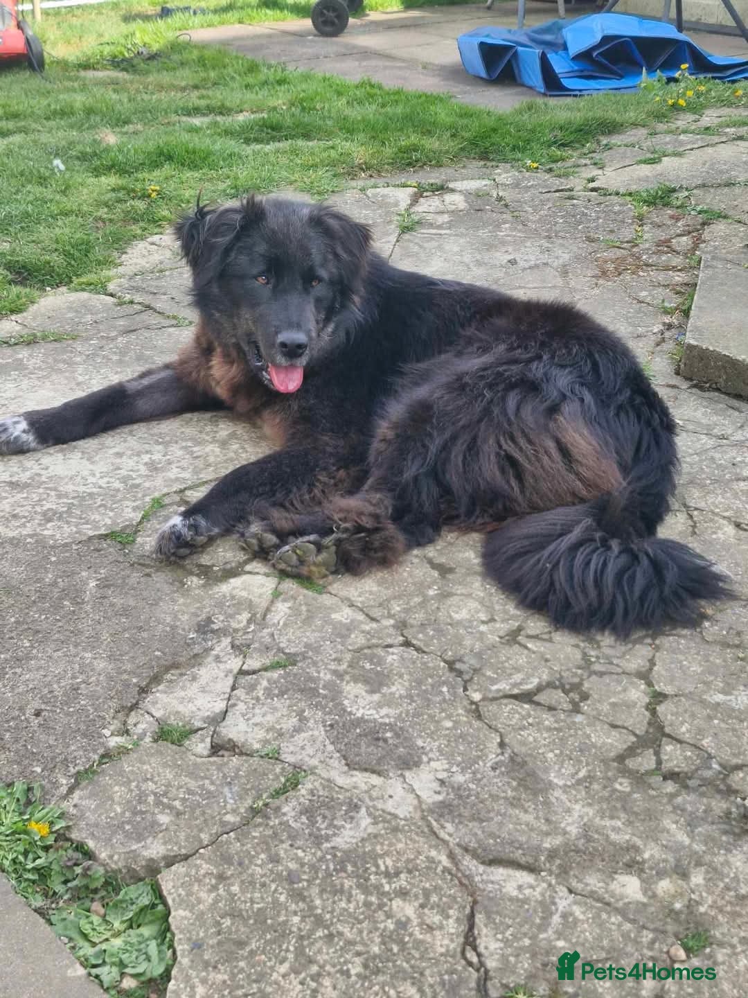 Mixed Breed dogs Meet Bryony, currently residing in Kent in Maidstone - Advert 22